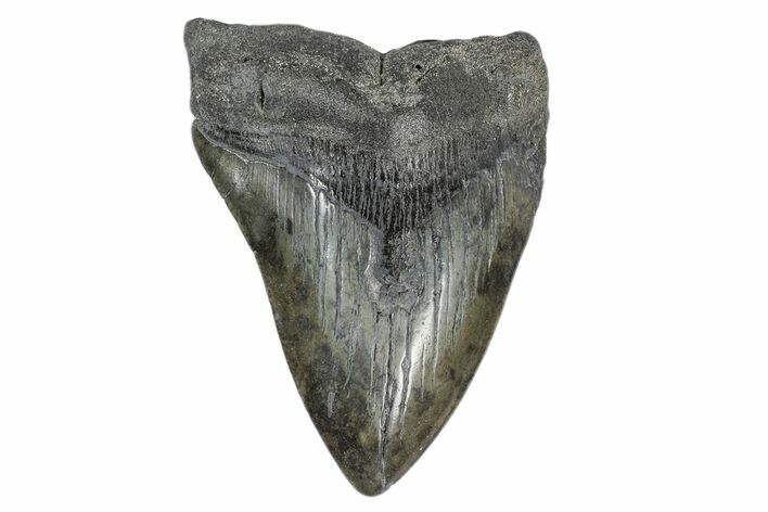 Bargain, Fossil Megalodon Tooth #168946